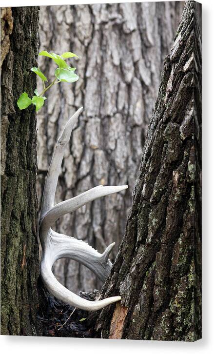 Bone Tree - Canvas Print