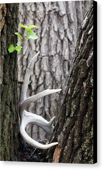 Bone Tree - Canvas Print