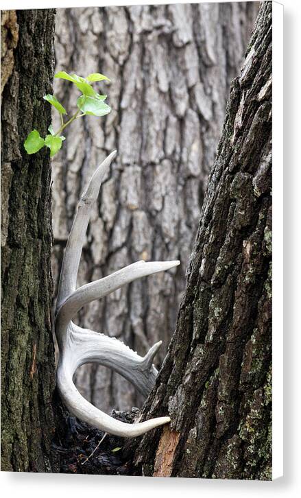 Bone Tree - Canvas Print