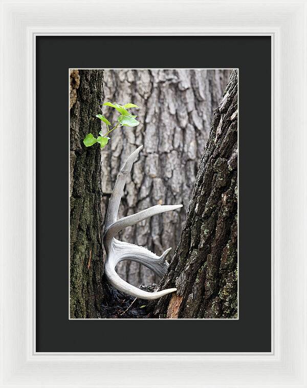 Bone Tree - Framed Print