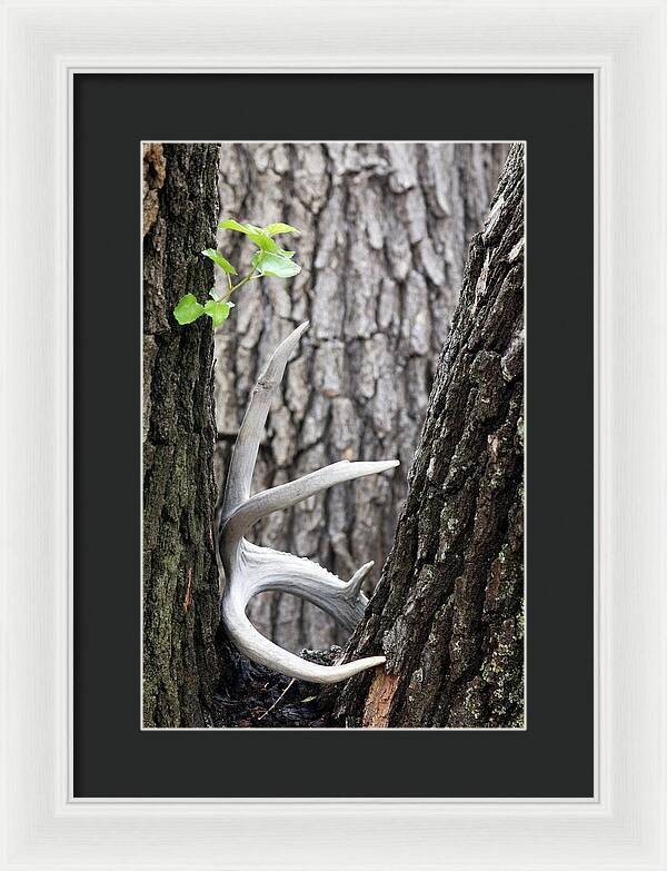 Bone Tree - Framed Print
