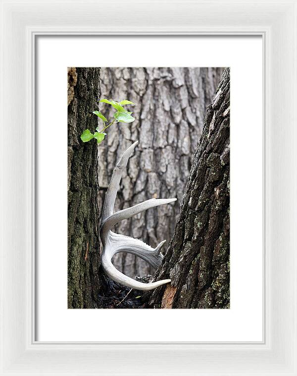 Bone Tree - Framed Print