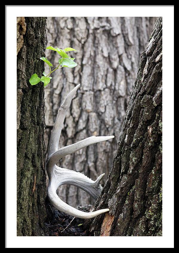 Bone Tree - Framed Print