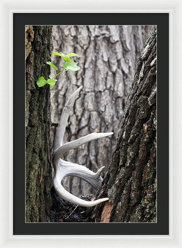 Bone Tree - Framed Print