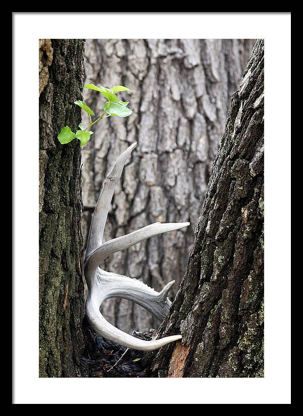 Bone Tree - Framed Print