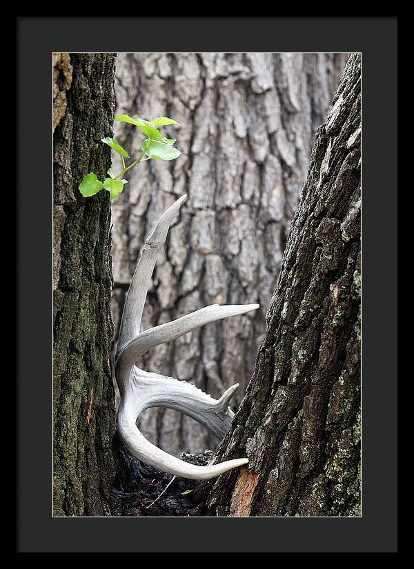 Bone Tree - Framed Print