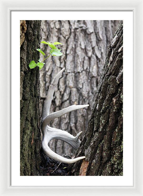 Bone Tree - Framed Print