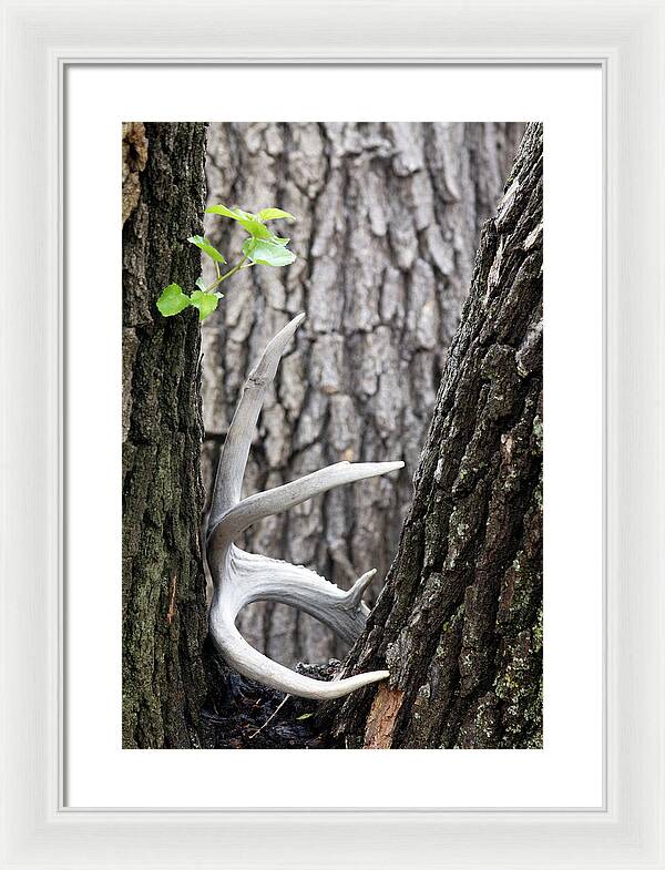 Bone Tree - Framed Print