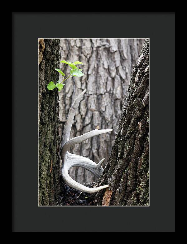 Bone Tree - Framed Print