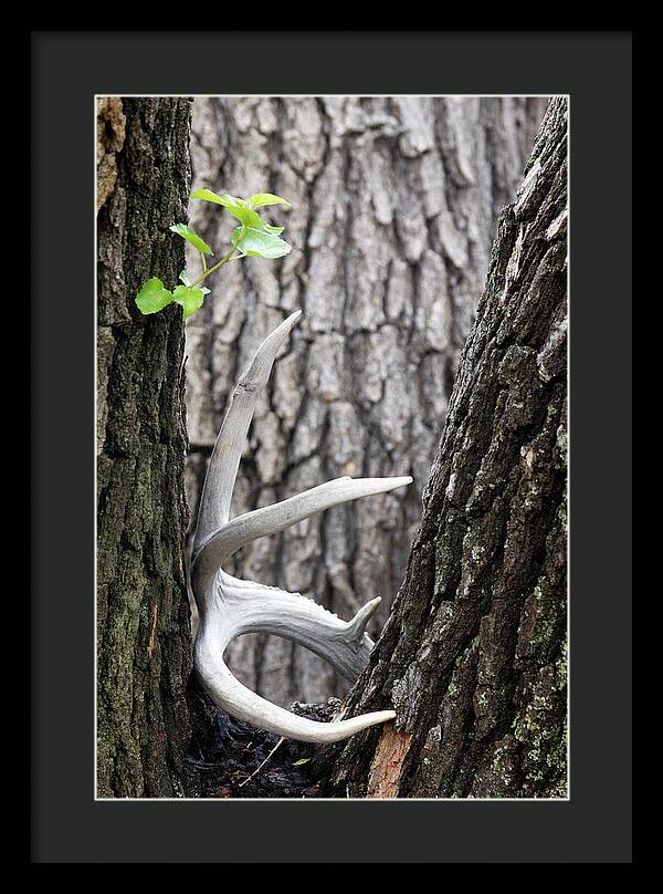 Bone Tree - Framed Print