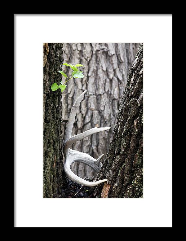 Bone Tree - Framed Print