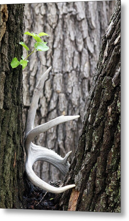 Bone Tree - Metal Print
