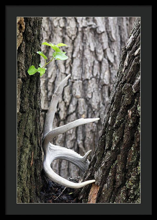 Bone Tree - Framed Print