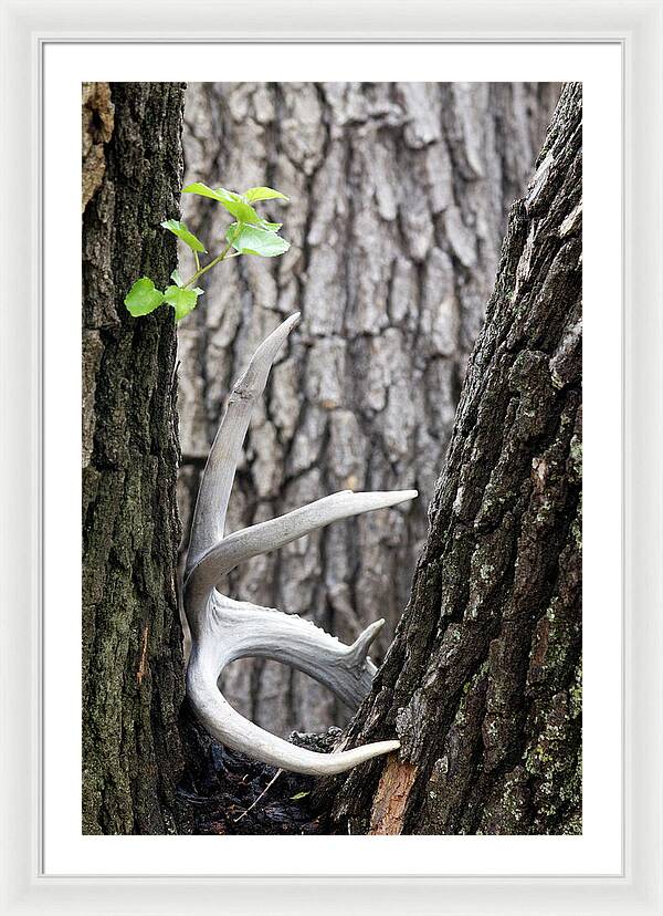 Bone Tree - Framed Print