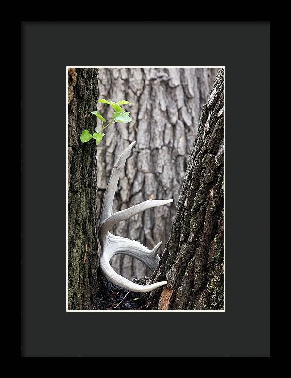 Bone Tree - Framed Print