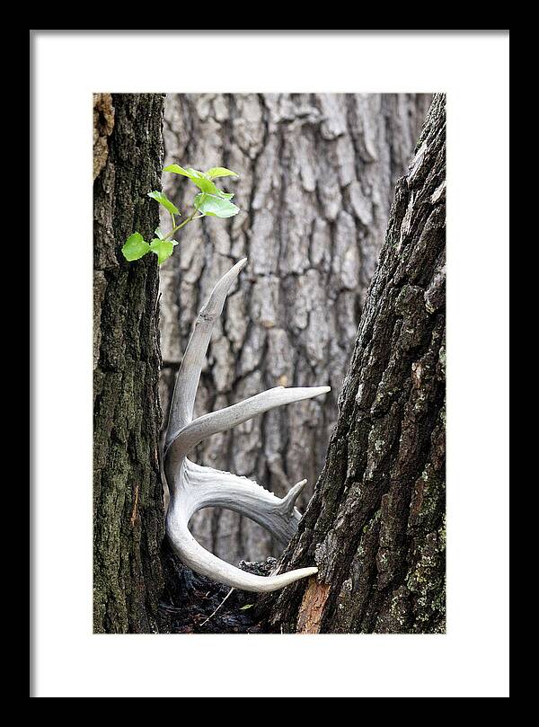 Bone Tree - Framed Print