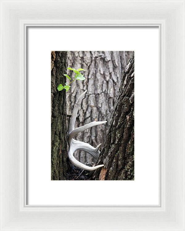 Bone Tree - Framed Print