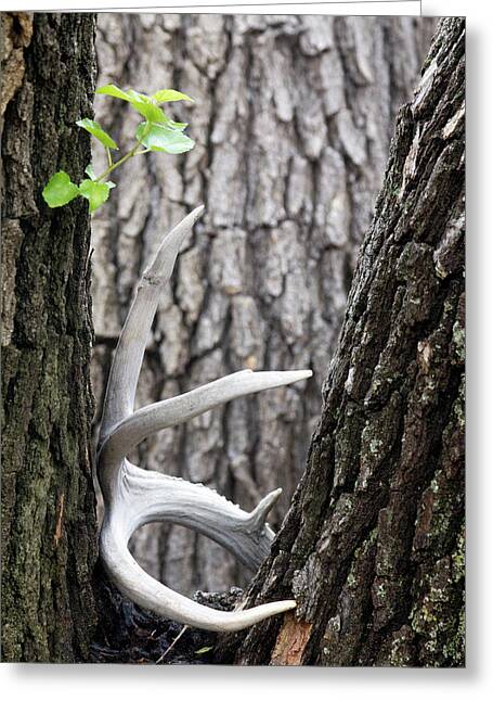Bone Tree - Greeting Card