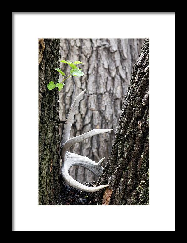 Bone Tree - Framed Print