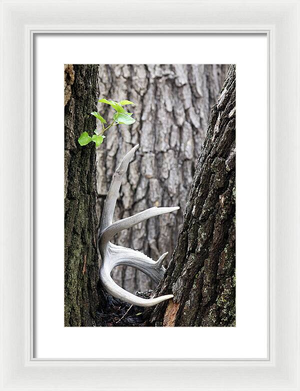Bone Tree - Framed Print
