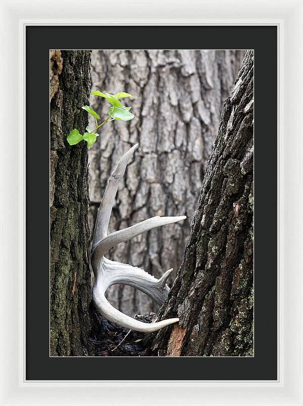 Bone Tree - Framed Print