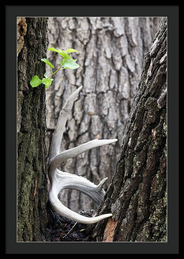 Bone Tree - Framed Print
