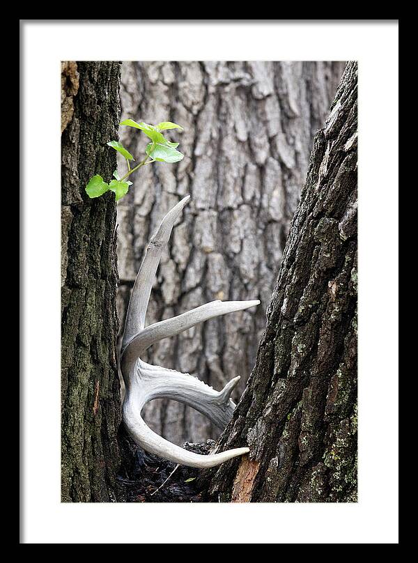 Bone Tree - Framed Print