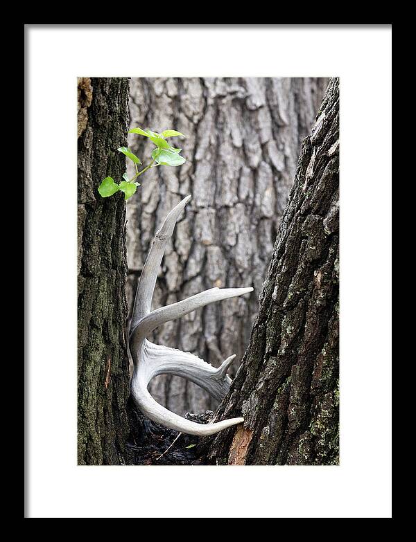 Bone Tree - Framed Print