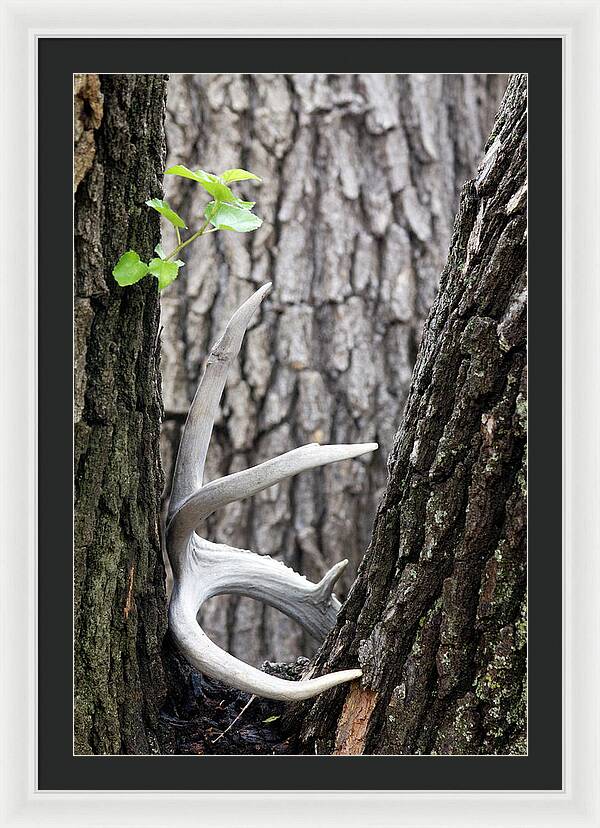 Bone Tree - Framed Print
