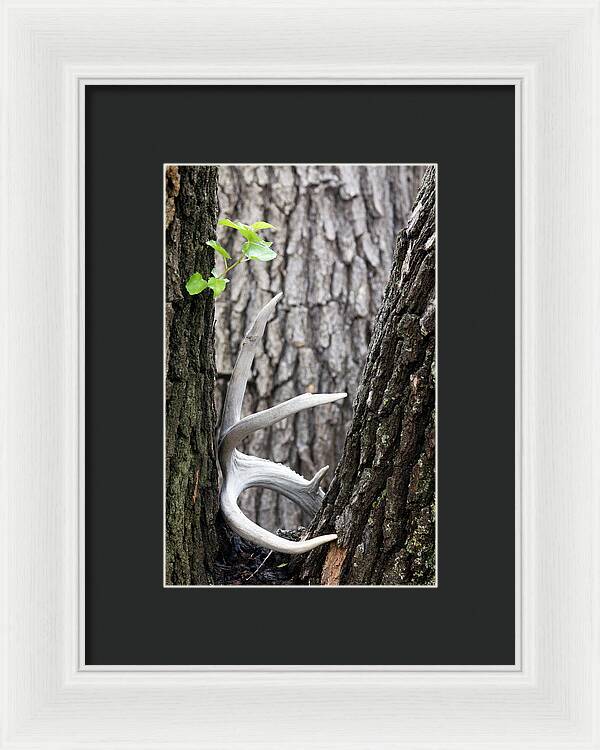 Bone Tree - Framed Print