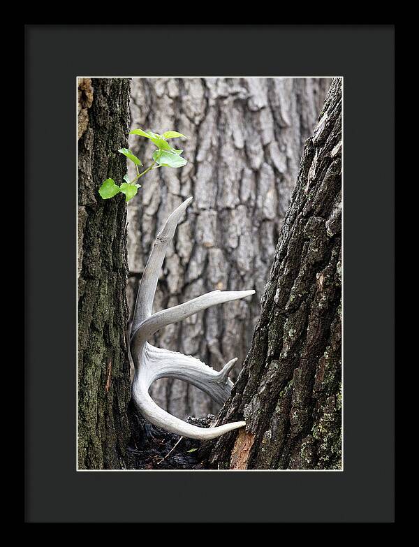 Bone Tree - Framed Print