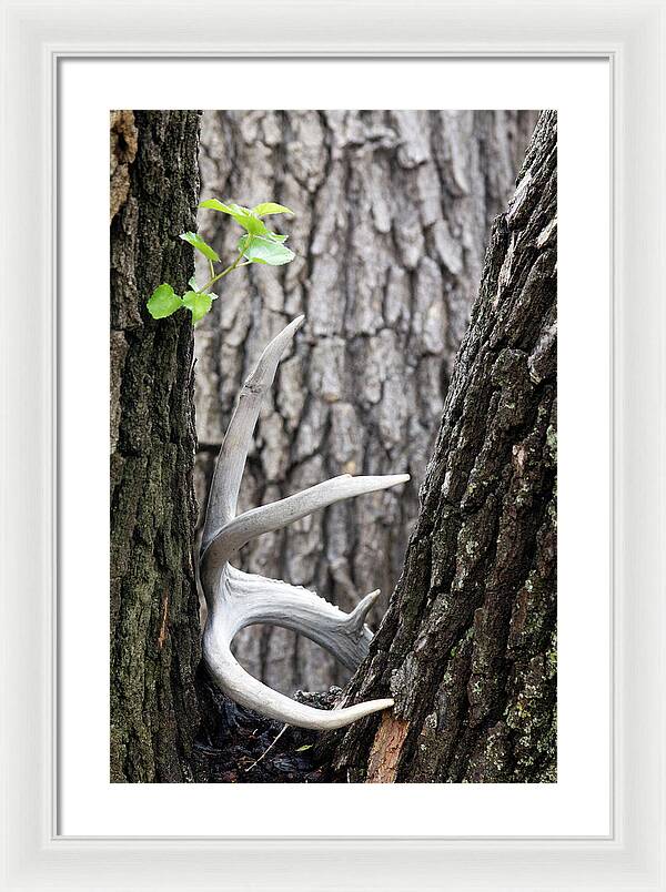 Bone Tree - Framed Print