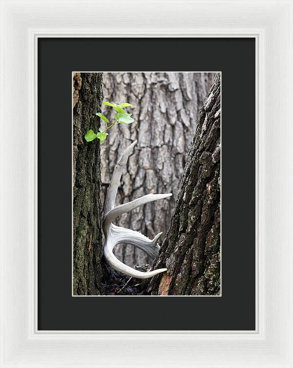 Bone Tree - Framed Print