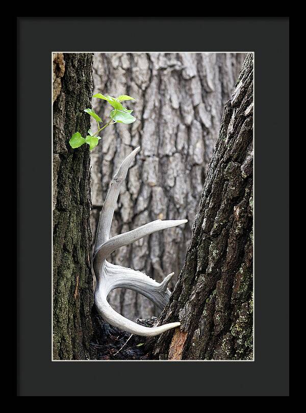 Bone Tree - Framed Print