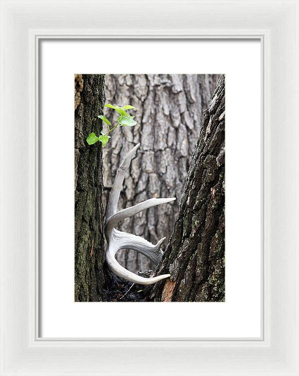 Bone Tree - Framed Print