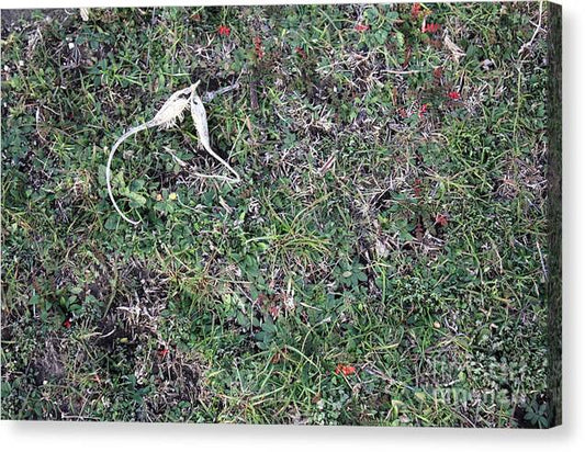 Broken Devil's Horns - Canvas Print