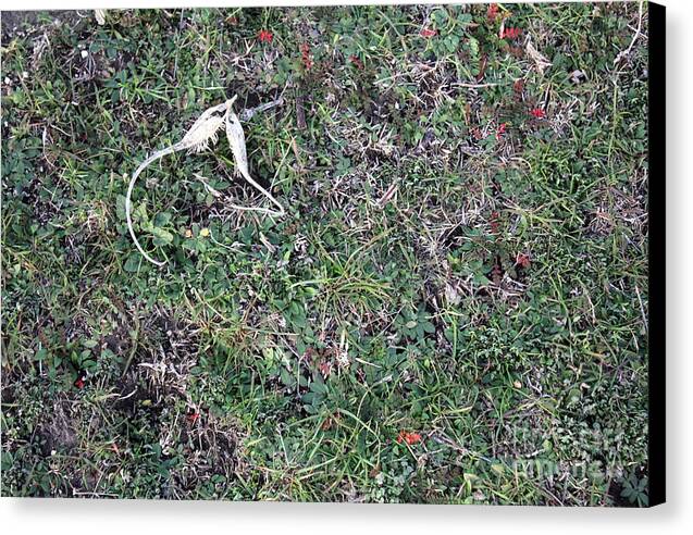 Broken Devil's Horns - Canvas Print