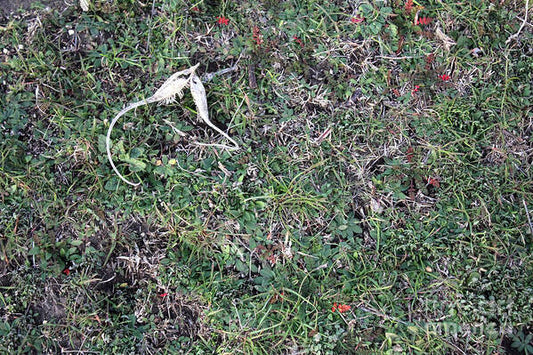 Broken Devil's Horns - Art Print