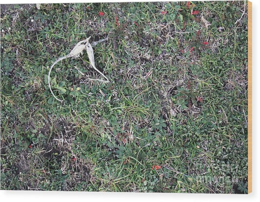 Broken Devil's Horns - Wood Print