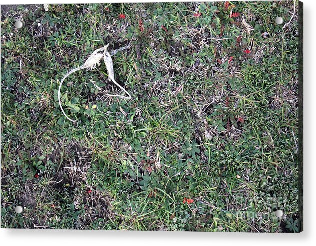 Broken Devil's Horns - Acrylic Print