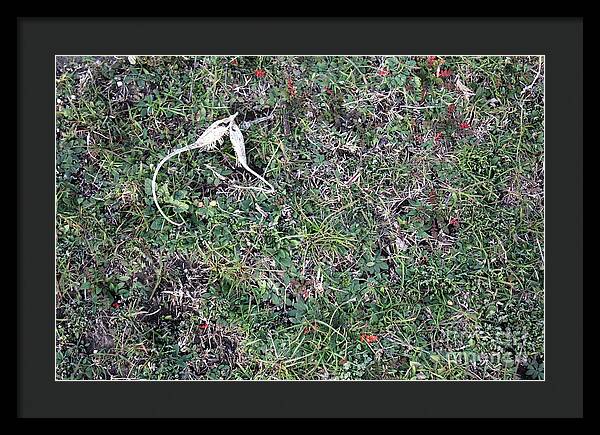 Broken Devil's Horns - Framed Print