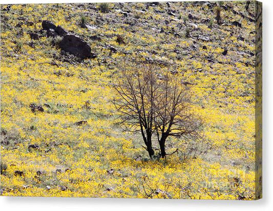 Cloaked in Yellow - Canvas Print