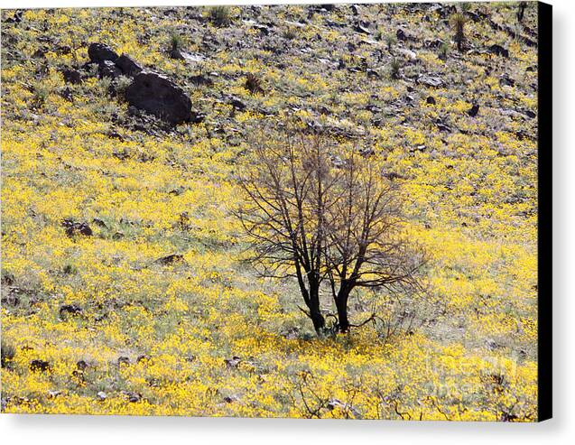 Cloaked in Yellow - Canvas Print