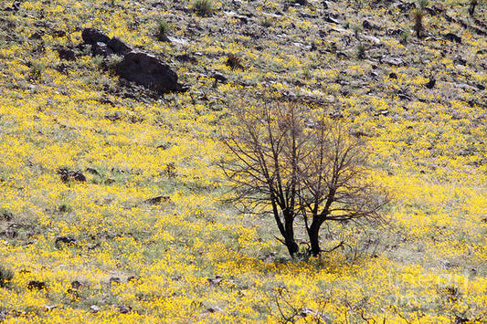 Cloaked in Yellow - Art Print
