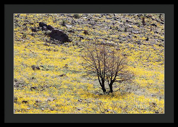 Cloaked in Yellow - Framed Print