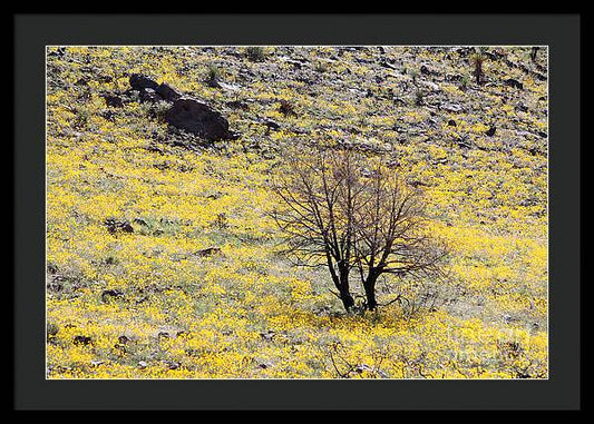 Cloaked in Yellow - Framed Print