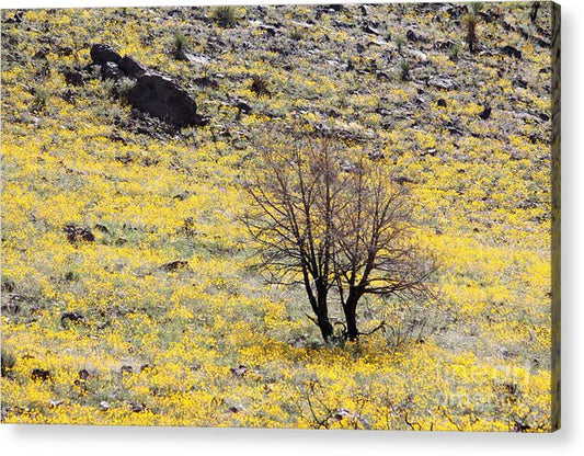 Cloaked in Yellow - Acrylic Print