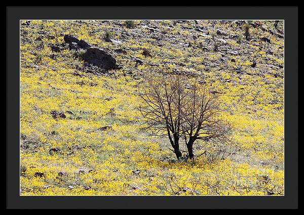 Cloaked in Yellow - Framed Print