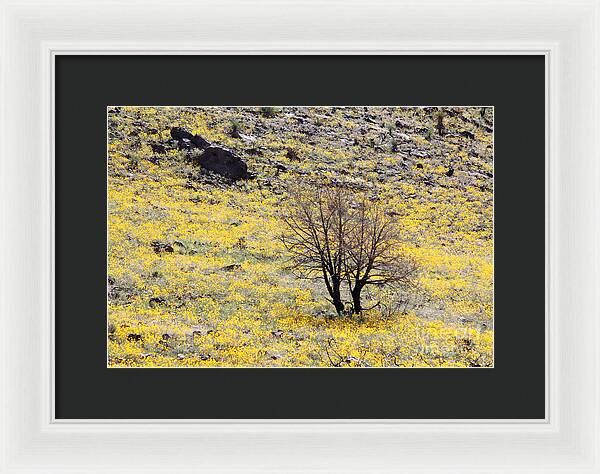 Cloaked in Yellow - Framed Print