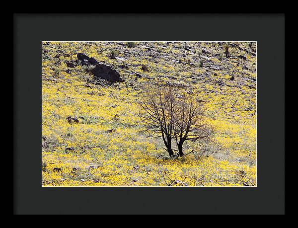 Cloaked in Yellow - Framed Print